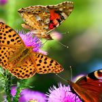 ddos服务器攻击手段